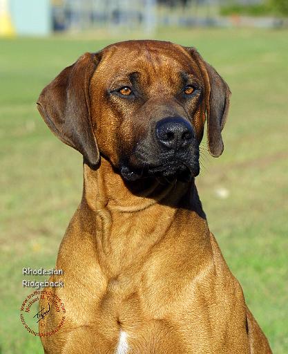 Rhodesian Ridgeback 9P017D-317.JPG